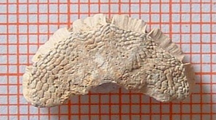 Craspedochiton altavillensis (Seguenza, 1876)